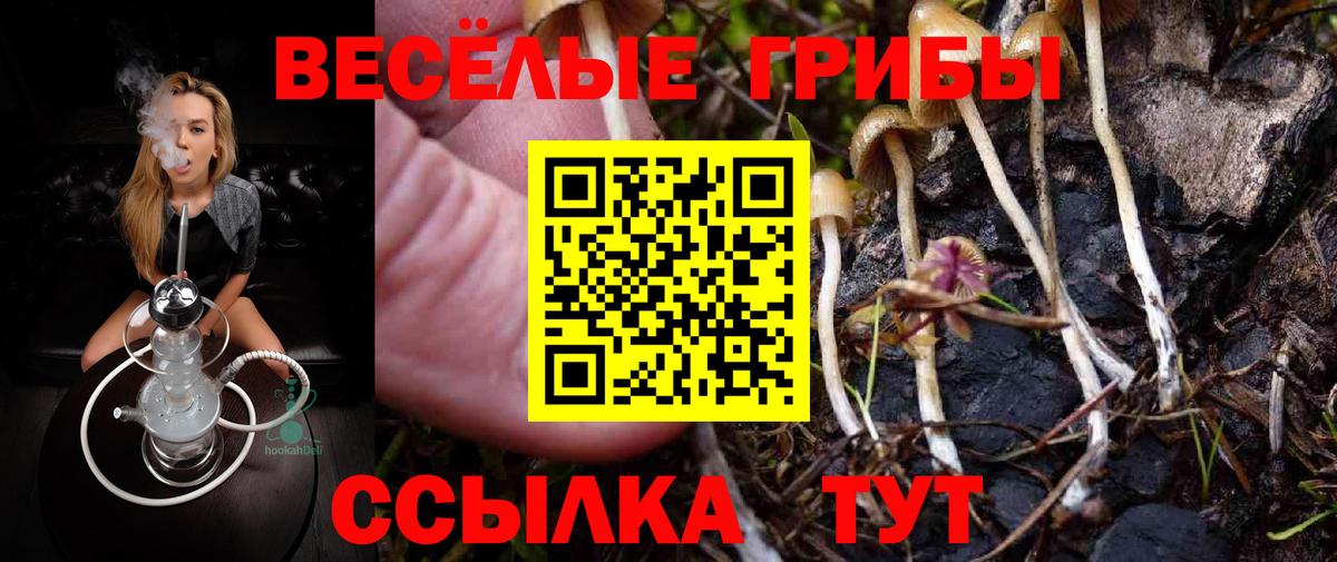 Псилоцибиновые грибы Cubensis  Вход с VPN  Гудермес 